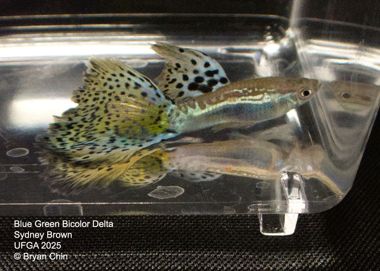 Guppy Blue Green Bicolor
